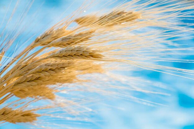 Close-up of wheat plant against sky