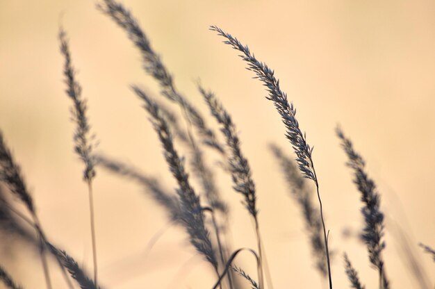 空を背景にした小麦の植物のクローズアップ