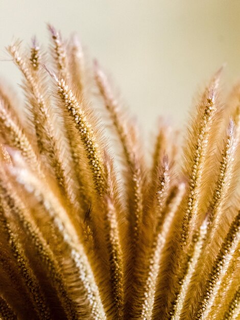 Photo close-up of wheat plant