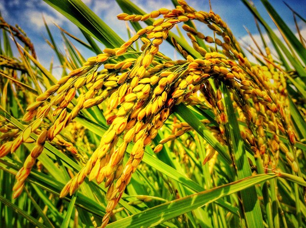 Close-up of wheat plant