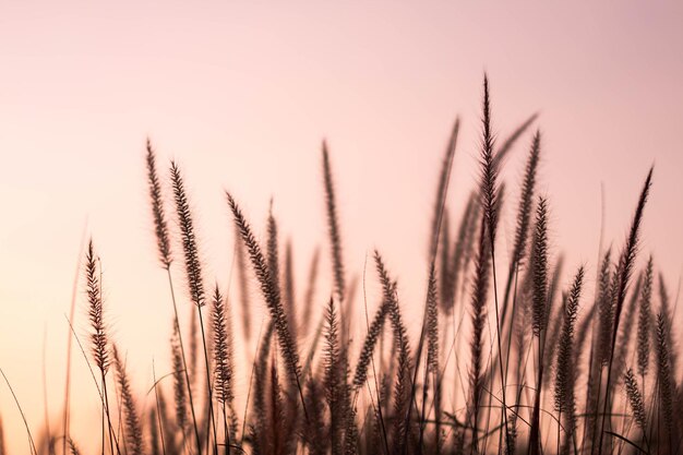 Close-up of wheat plants on field against clear sky