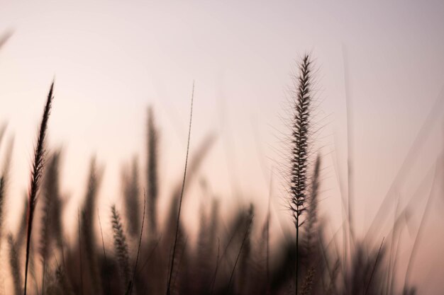 Photo close-up of wheat plants on field against sky