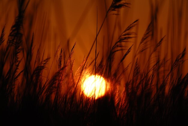 Foto prossimo piano delle piante di grano sul campo al tramonto