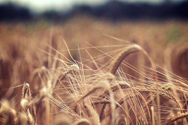 close-up of wheat plants on field