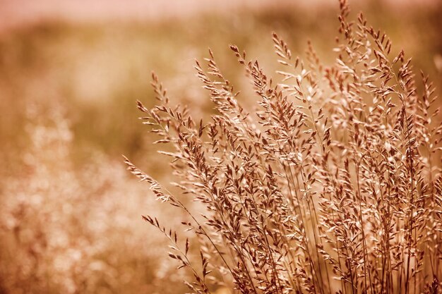 畑の小麦の植物のクローズアップ