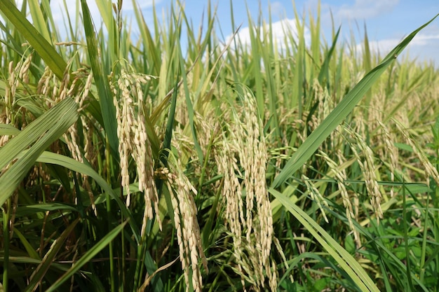 農場で成長する小麦の植物のクローズアップ