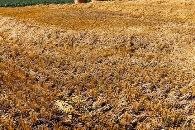 Крупным планом на пшеничной соломе