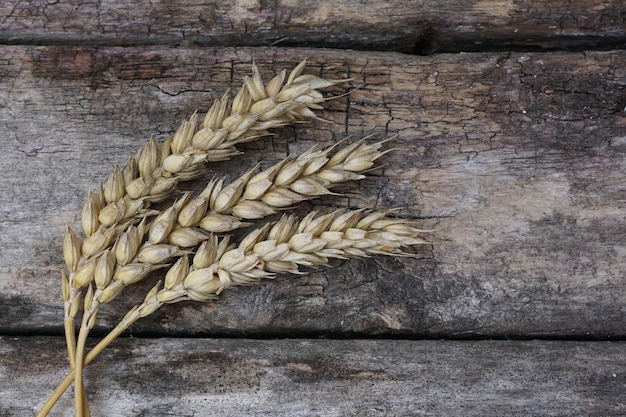 Photo close-up of wheat on table against wall