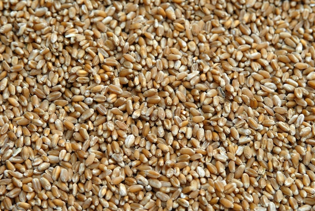 Photo close-up of wheat