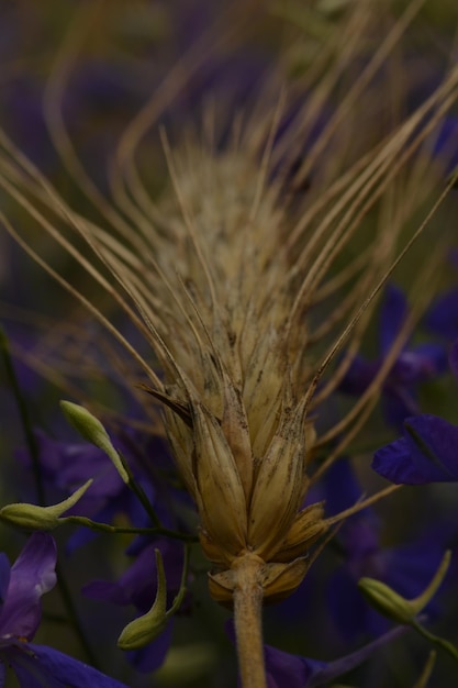 Photo close-up of wheat
