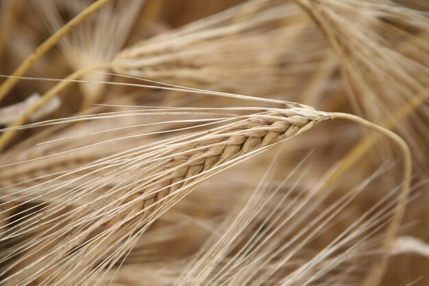 Photo close-up of wheat