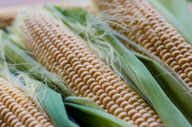 Close-up of wheat