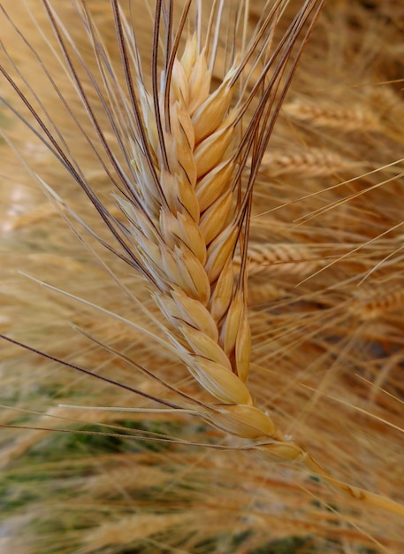 Close up wheat