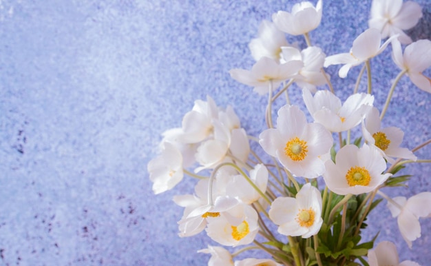 Close up white anemones flowers on colored background