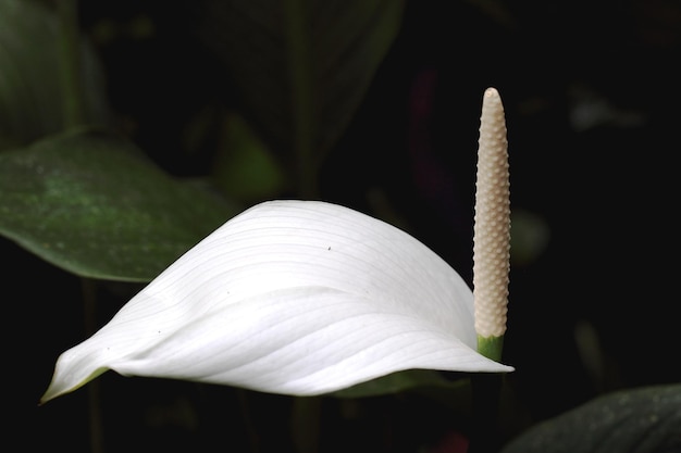 Photo close-up of white anthurium