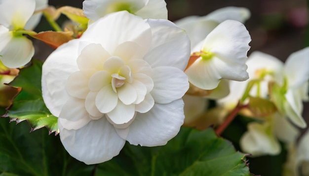 庭に咲く白いベゴニアの花の接写