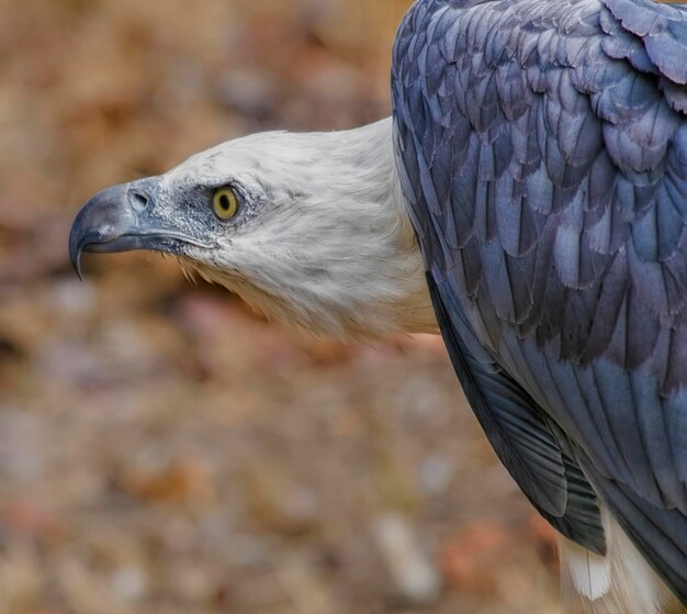 Photo close-up of white-bellied sea eagle