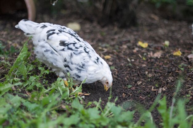 Close-up of white bird on field