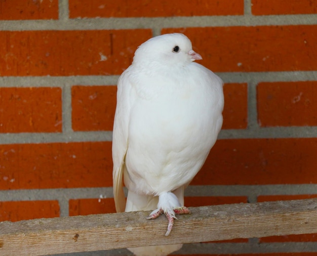 Photo close-up of white bird perching on retaining wall