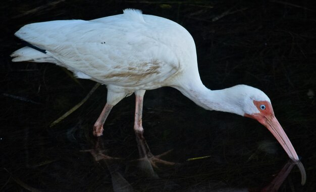 Photo close-up of white bird perching on water