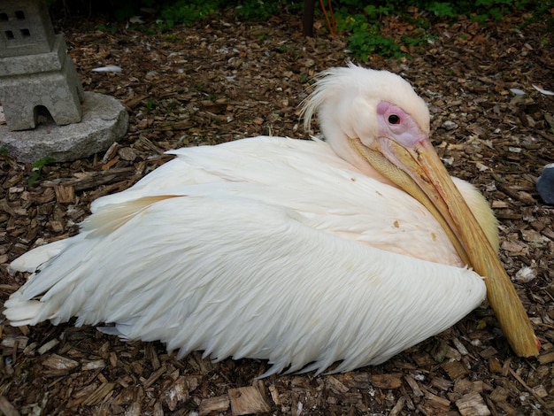 Foto prossimo piano dell'uccello bianco