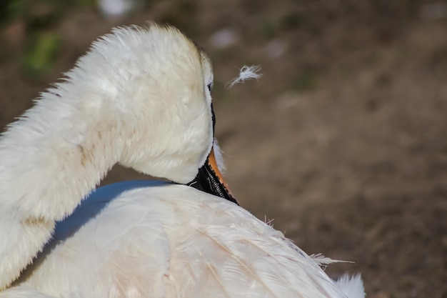 Photo close-up of white bird