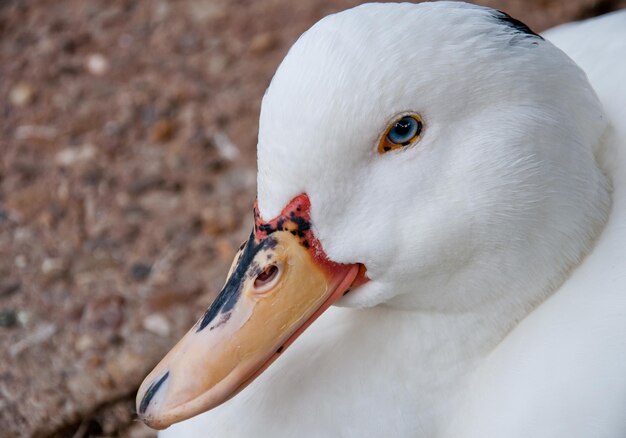 Close-up of white bird