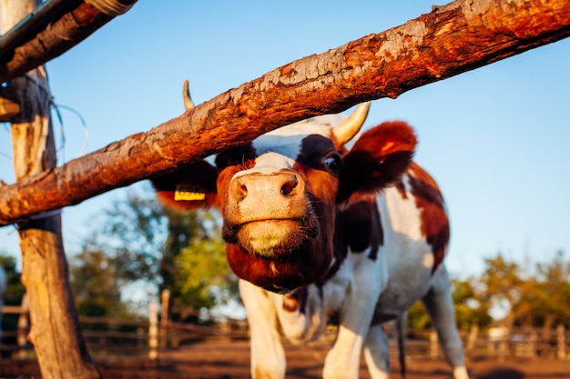 Close-up of white and brown cow on farm yard at sunset. 