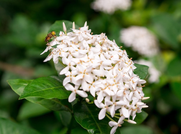 Close-up of white butterfly on flowering plant