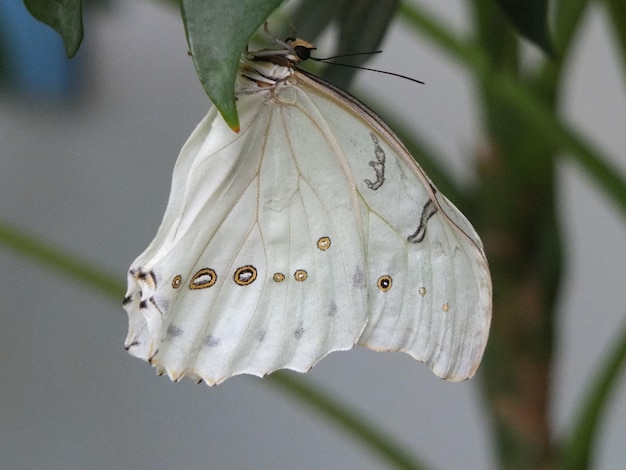 Foto prossimo piano di una farfalla bianca