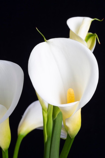 Foto close-up di un giglio bianco contro uno sfondo nero