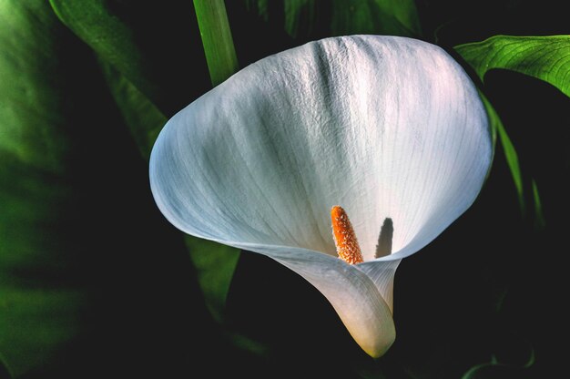 Photo close-up of white calla lily