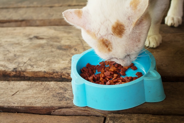 白い猫のクローズアップは食べ物を食べています。