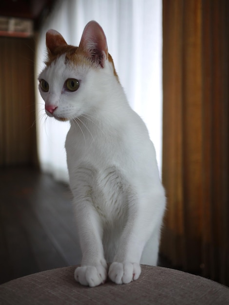 Foto close-up di un gatto bianco seduto