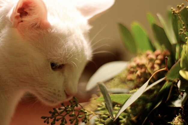 Foto prossimo piano della pianta per annusare il gatto bianco