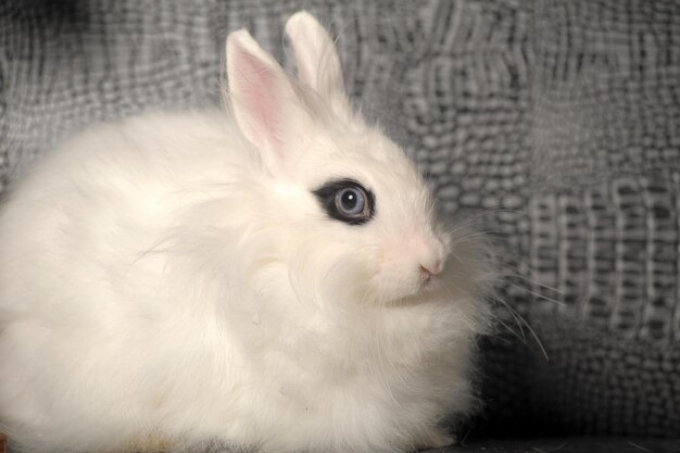 Close-up of white cat on sofa at home