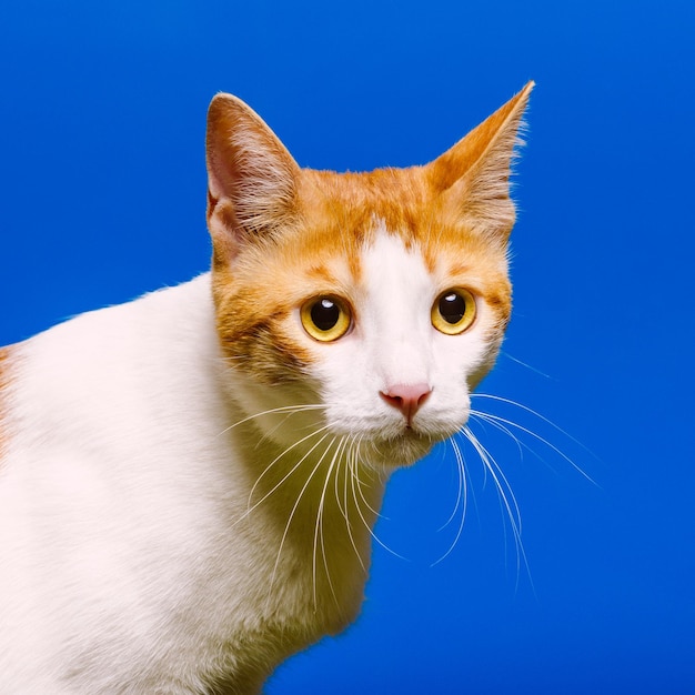 Close-up of a white cat with light brown spots on a blue background