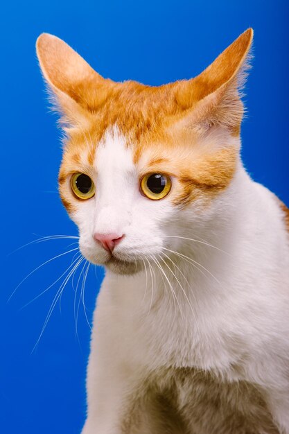 Close-up of a white cat with light brown spots on a blue background