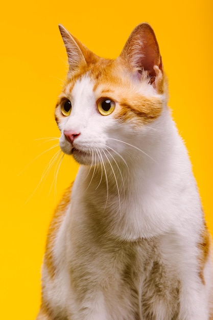 Close-up of a white cat with light brown spots on a yellow background