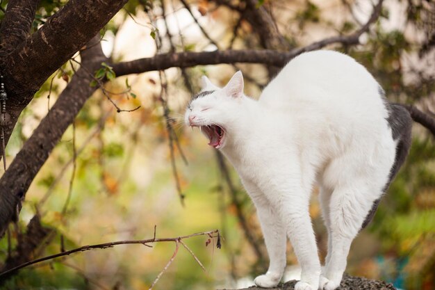 白い猫がうなずいているクローズアップ