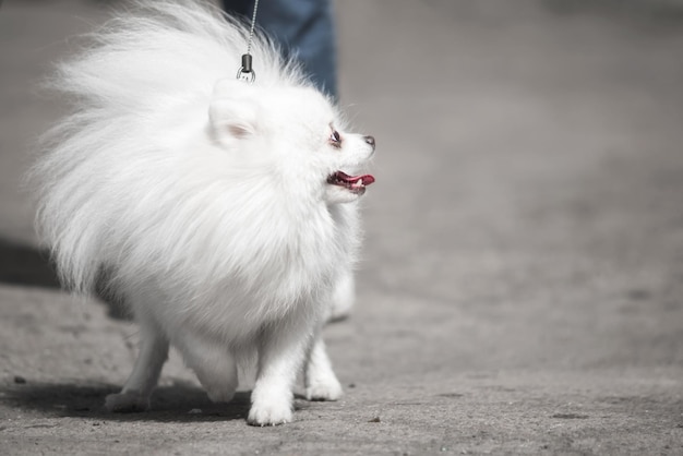 Photo close-up of white cat