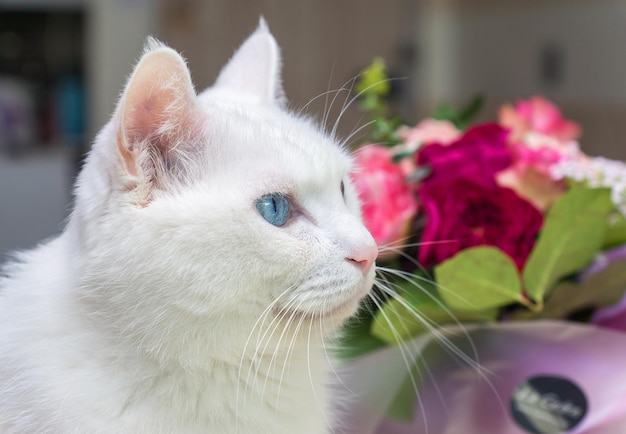 close-up of white cat