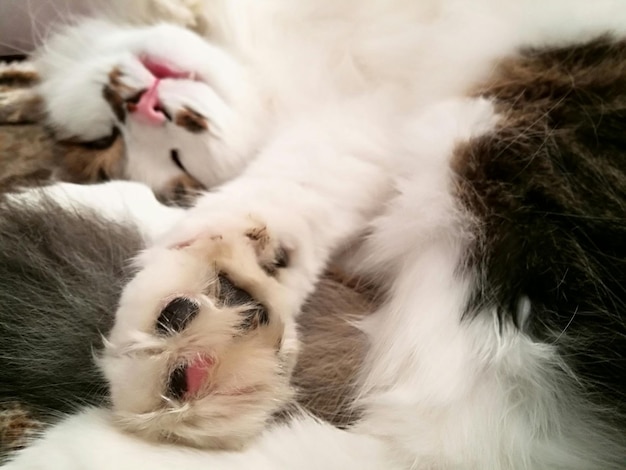 Photo close-up of white cat