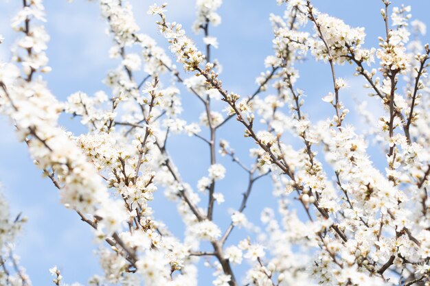 Close up of white cherry blossom tree on a blue sky background