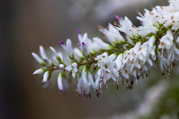 Foto prossimo piano dell'albero bianco in fiore di ciliegio