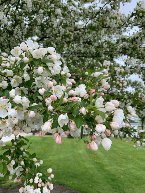 Foto prossimo piano dell'albero bianco in fiore di ciliegio