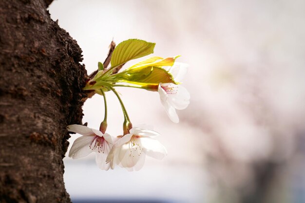 Photo close-up of white cherry blossom tree