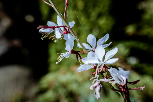 Foto prossimo piano dell'albero bianco in fiore di ciliegio