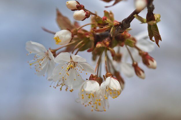 Close-up of white cherry blossom tree