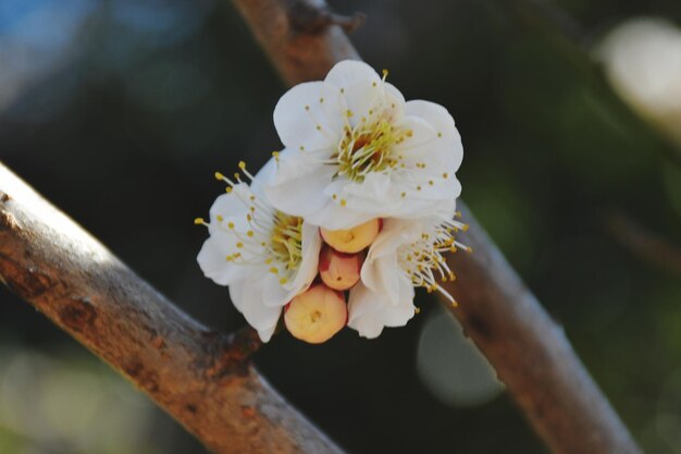 白い桜の花の木のクローズアップ